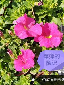 萍萍老师是哪里人